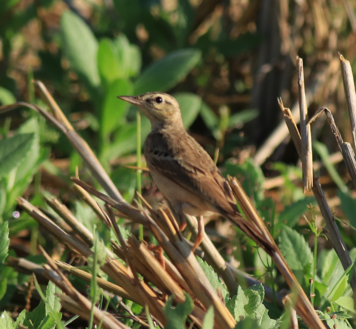Tawny Pipit - ML659309241