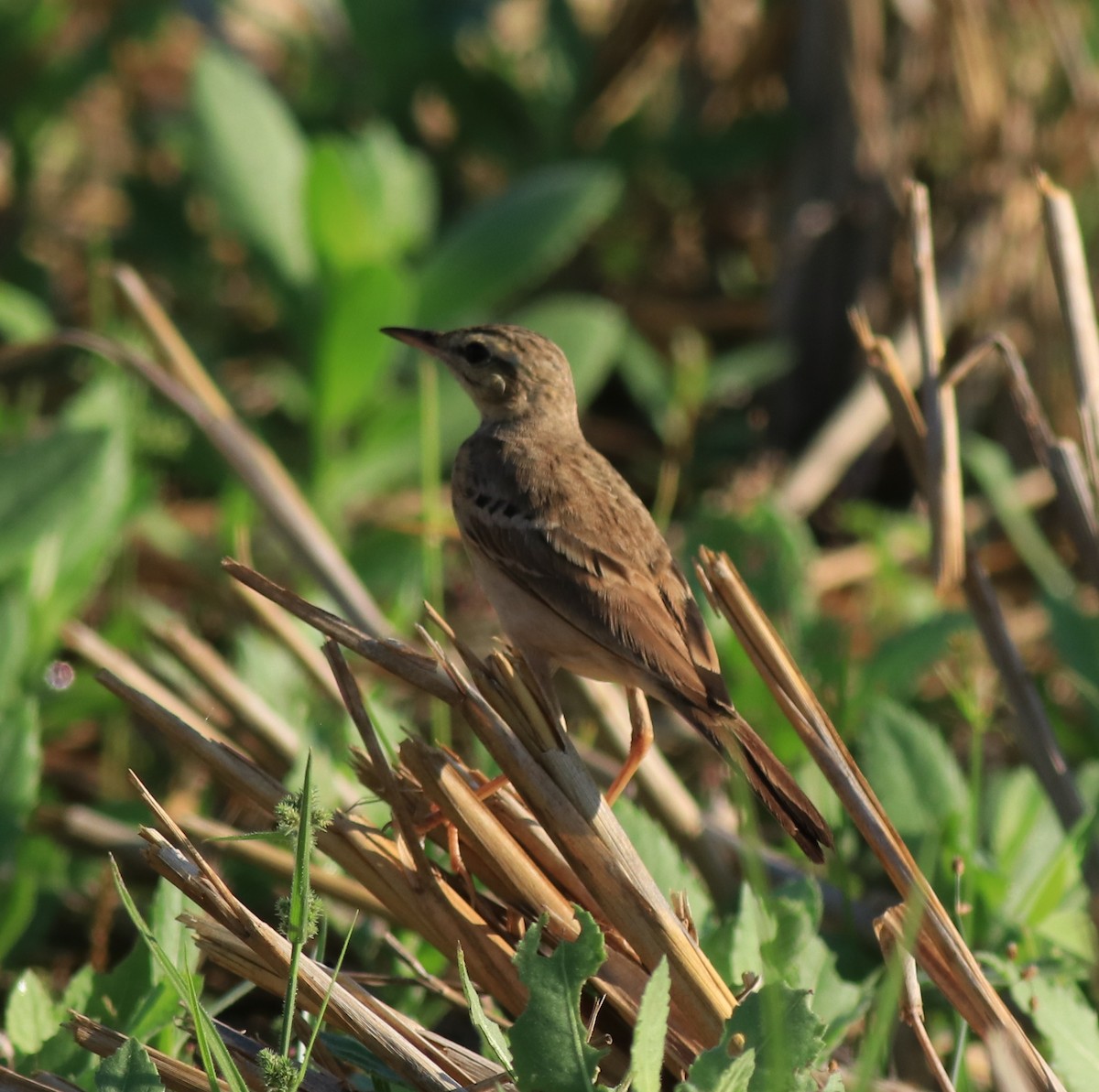 Tawny Pipit - ML659309242