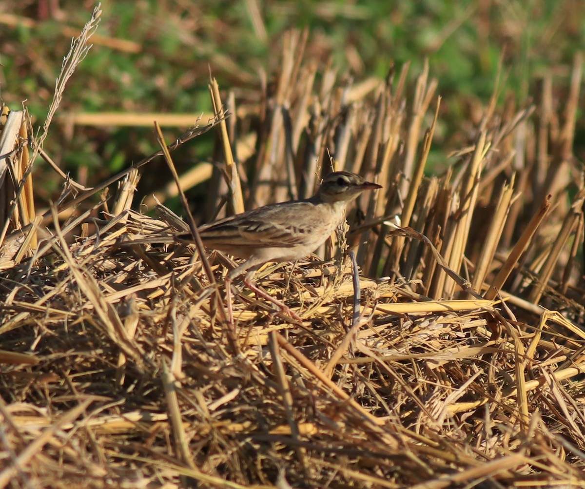 Tawny Pipit - ML659309243