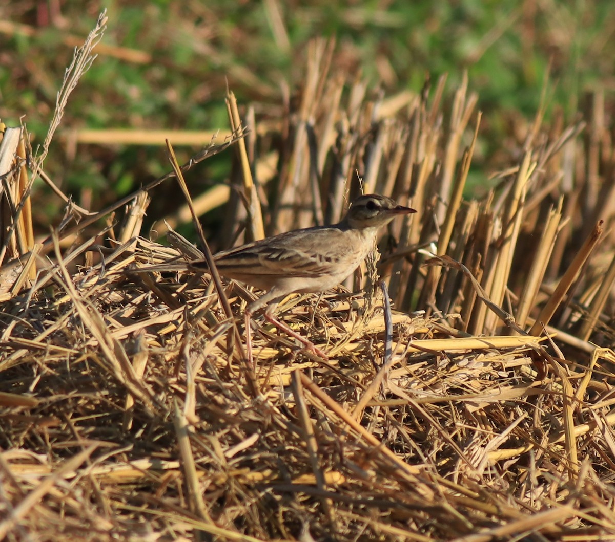 Tawny Pipit - ML659309244