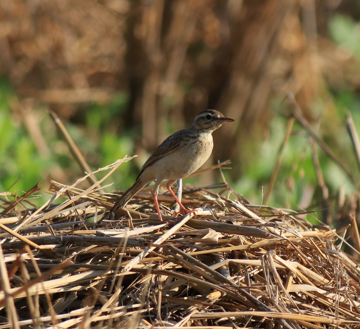 Tawny Pipit - ML659309245