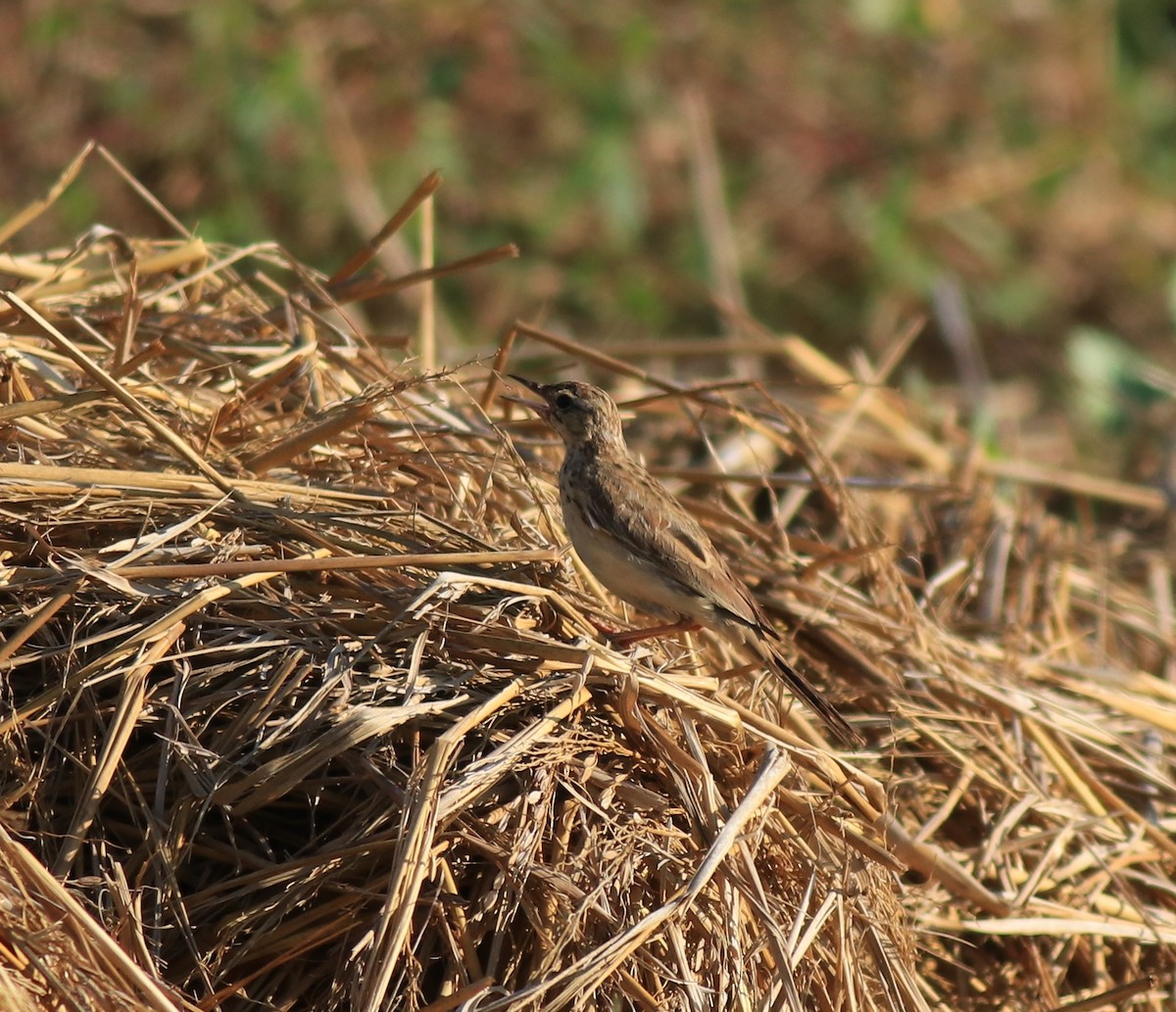 Tawny Pipit - ML659309246