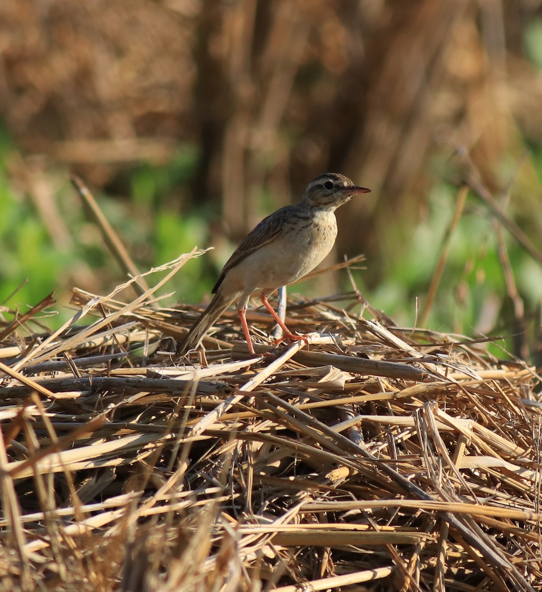 Tawny Pipit - ML659309247