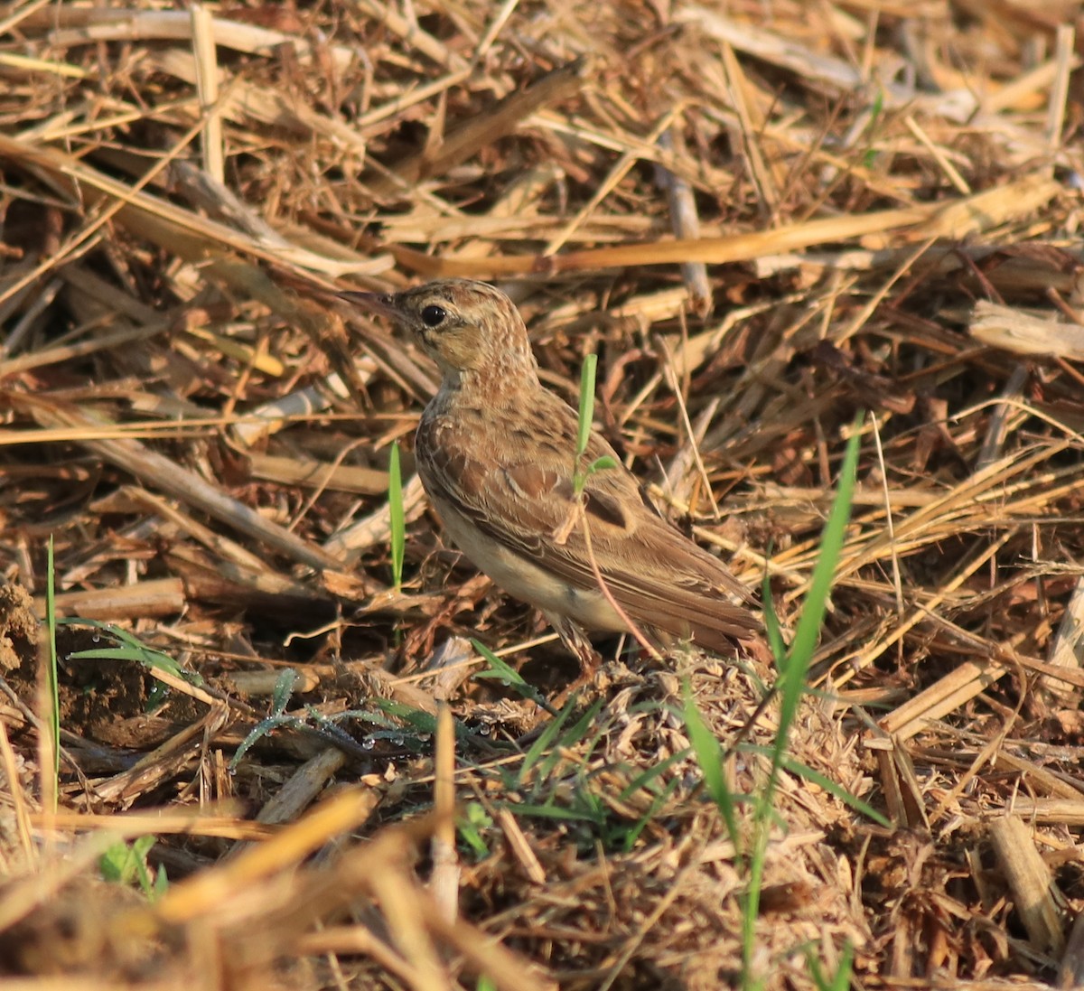 Tawny Pipit - ML659309248
