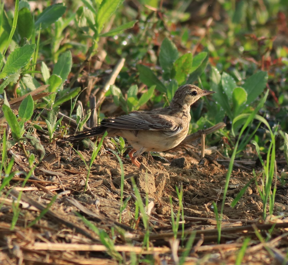Tawny Pipit - ML659309249