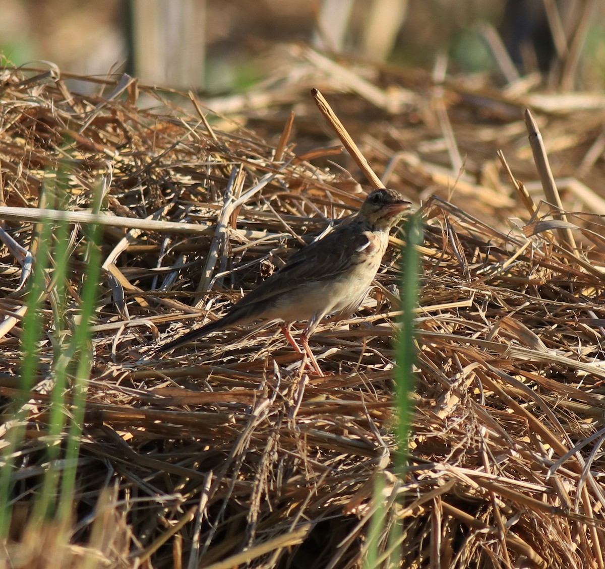Tawny Pipit - ML659309250