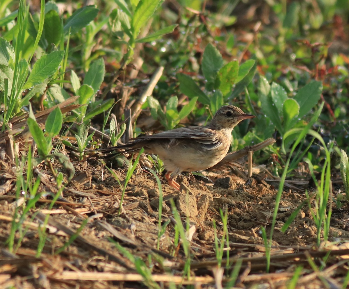 Tawny Pipit - ML659309251