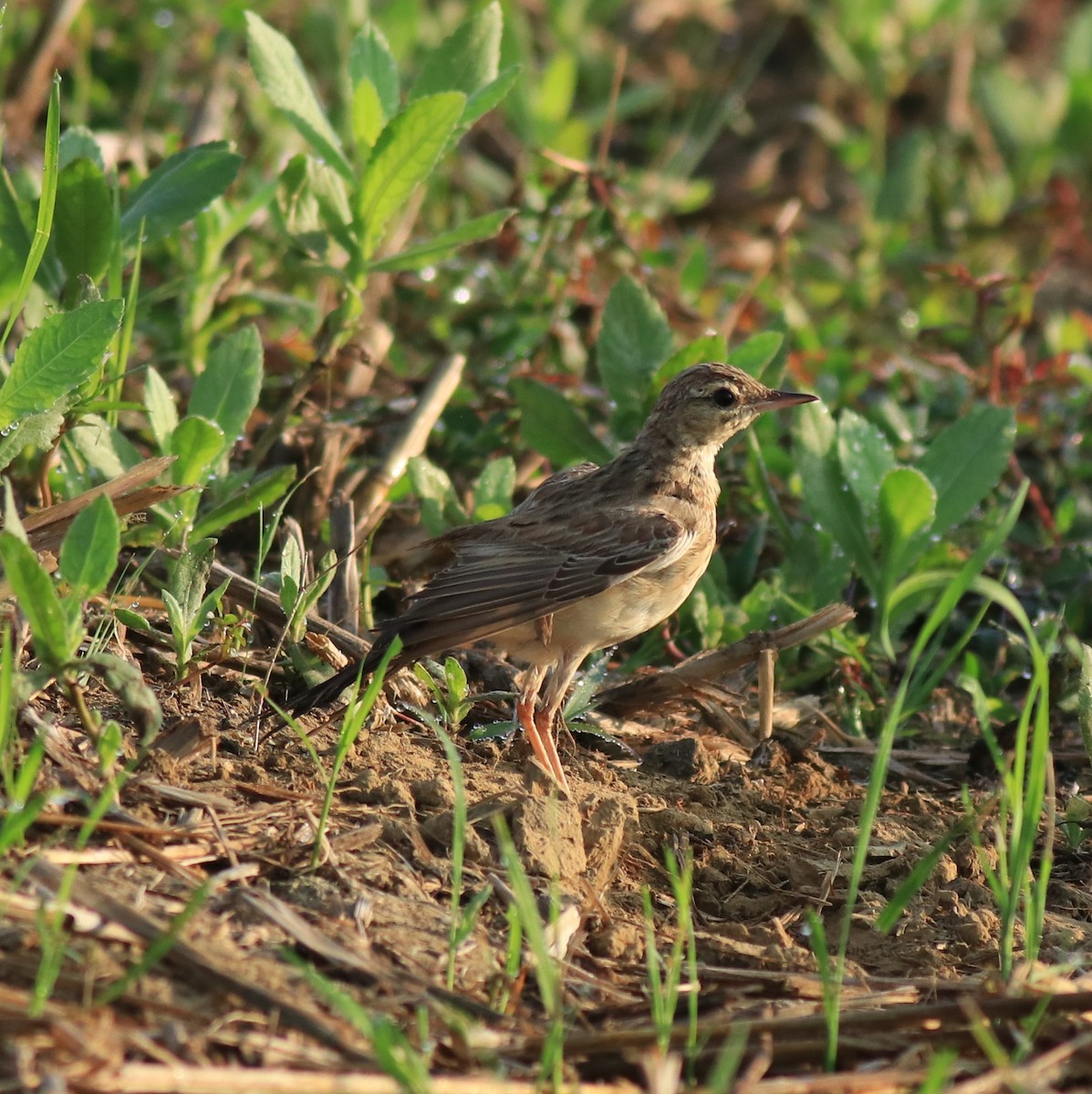 Tawny Pipit - ML659309252