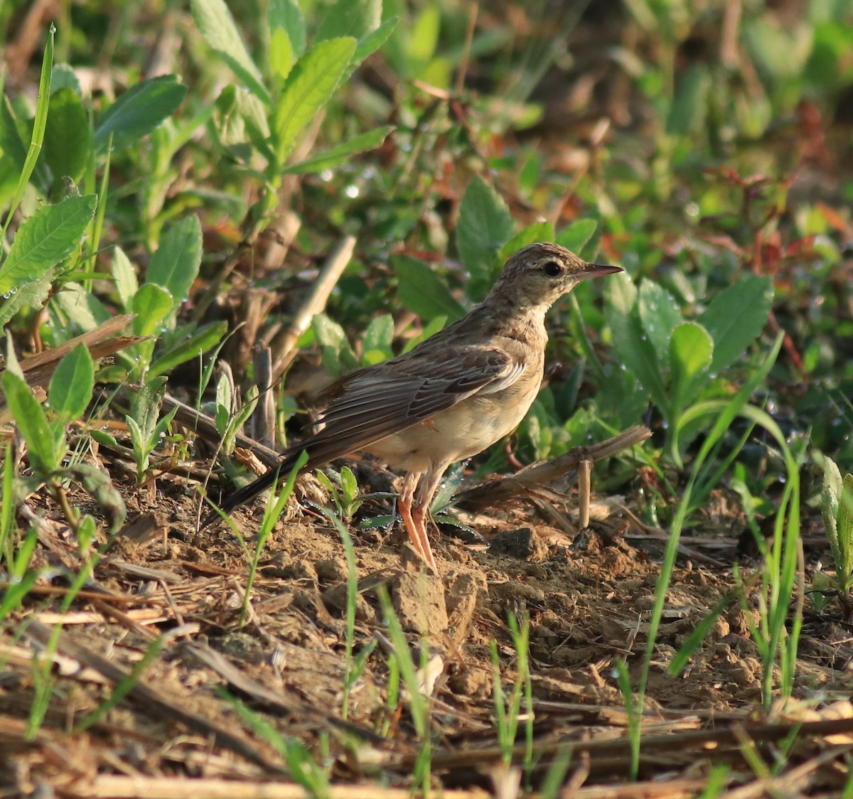Tawny Pipit - ML659309253