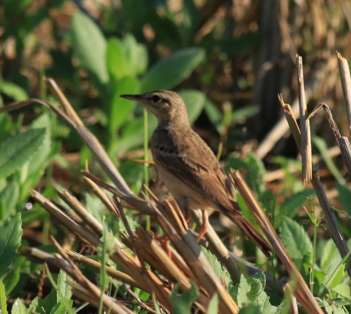 Tawny Pipit - ML659309254
