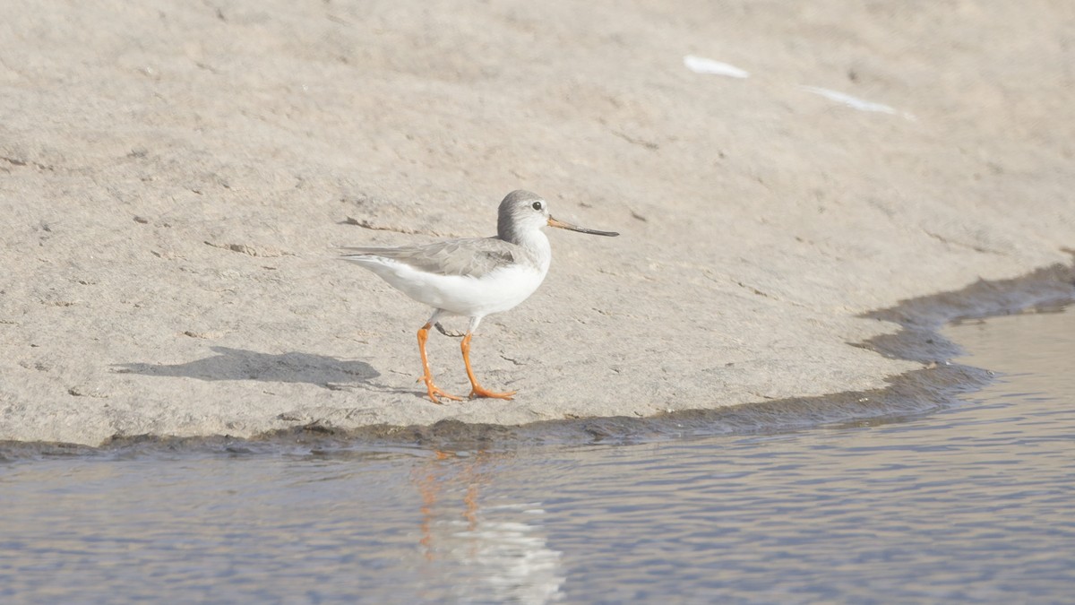 tereksnipe - ML659309535