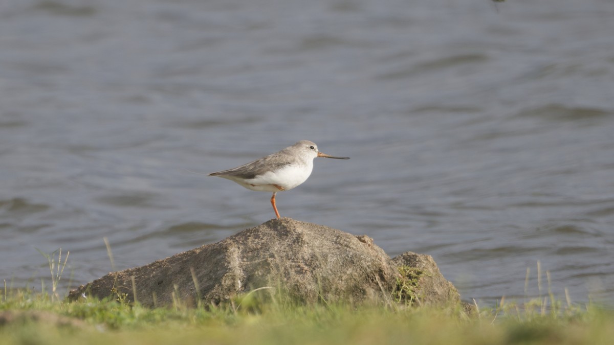 tereksnipe - ML659309537