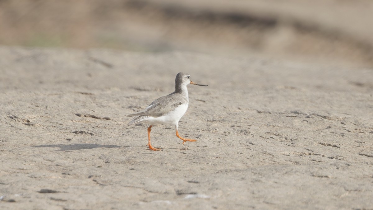 tereksnipe - ML659309547