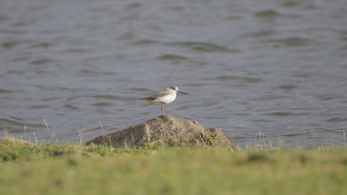 tereksnipe - ML659309548