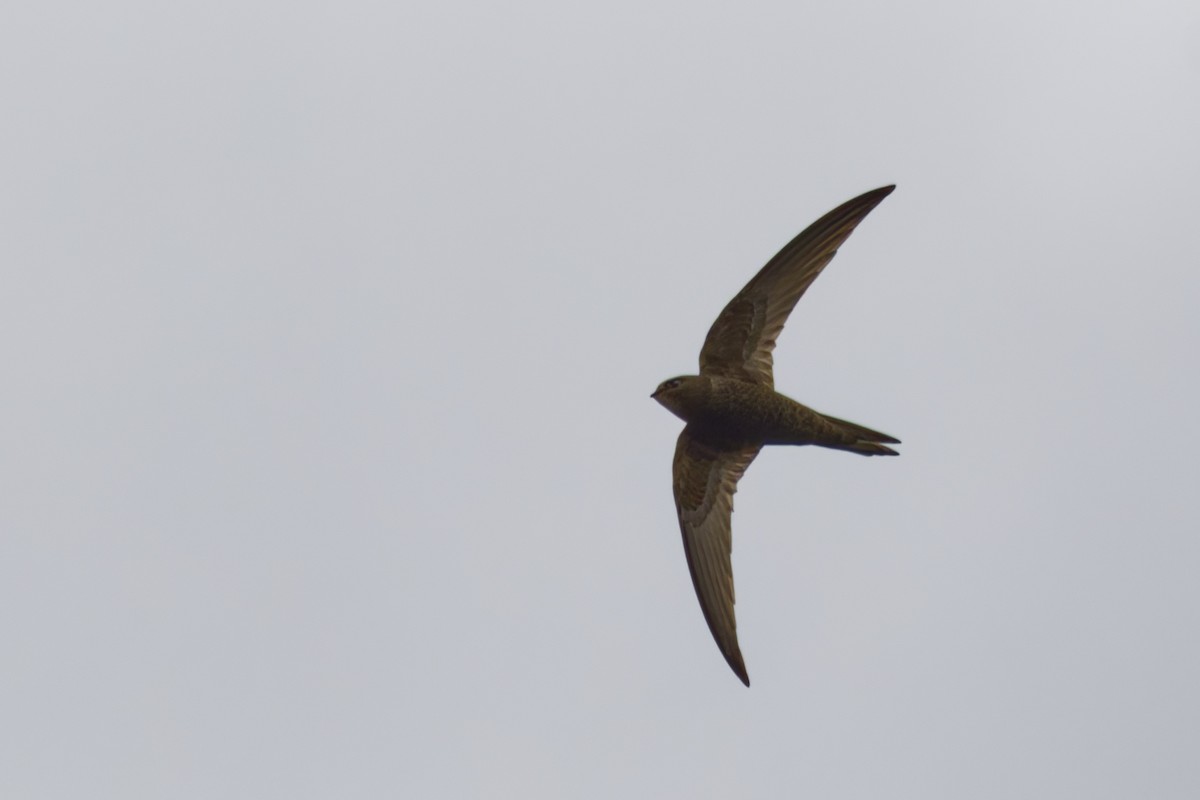 Common Swift - ML659310409