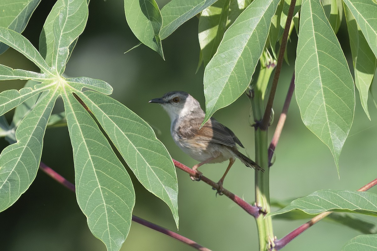 Tawny-flanked Prinia - ML659310464