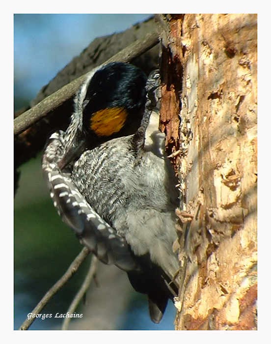 svartryggspett - ML65931051