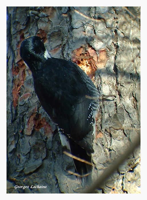 svartryggspett - ML65931071