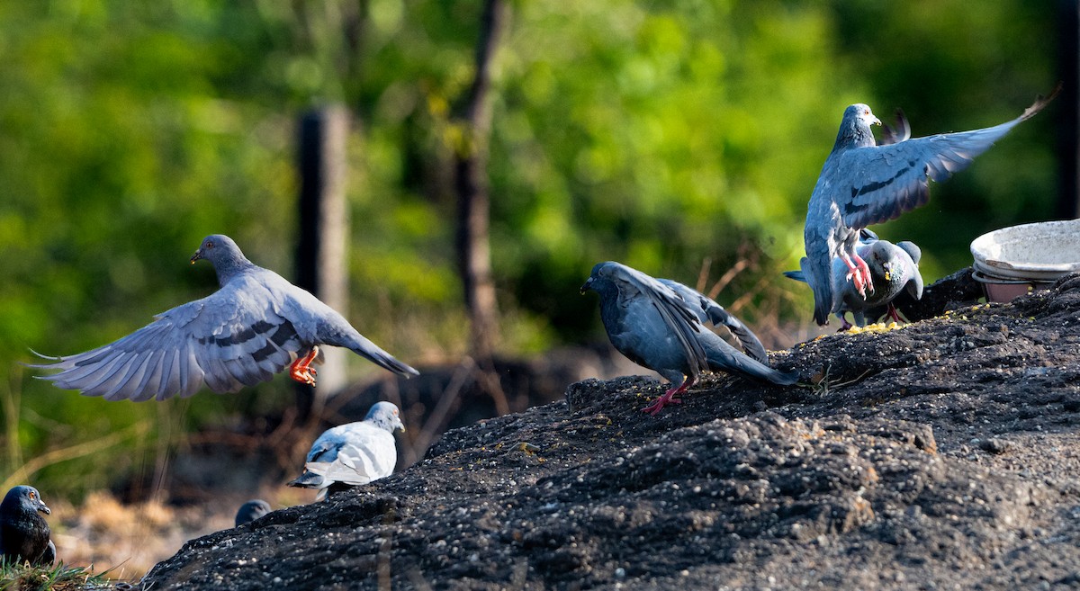 Rock Pigeon (Feral Pigeon) - ML659311318