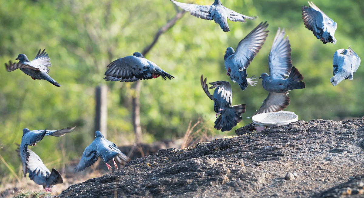 Rock Pigeon (Feral Pigeon) - ML659311320