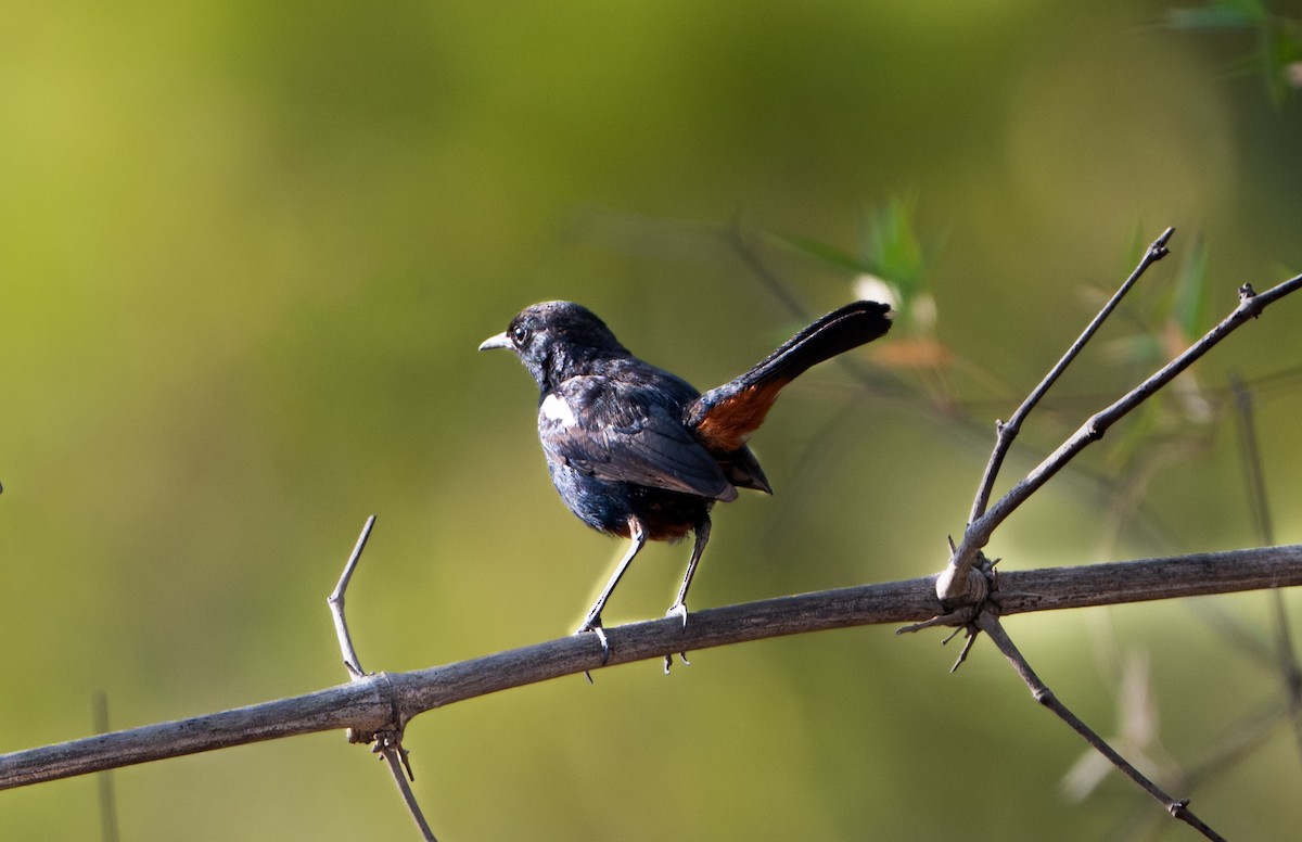 Indian Robin - ML659311384