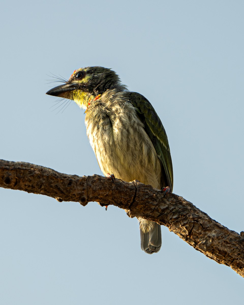 Coppersmith Barbet - ML659311390