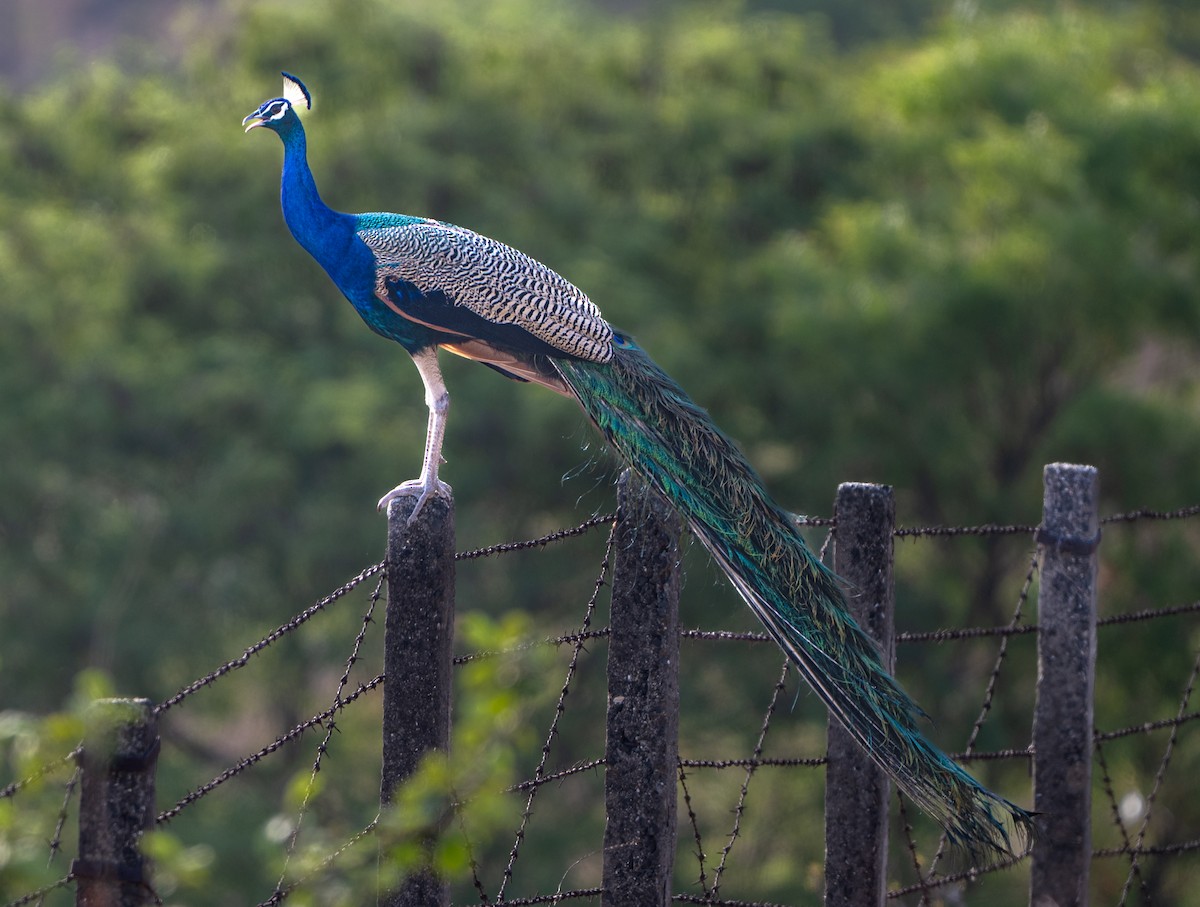 Indian Peafowl - ML659311393