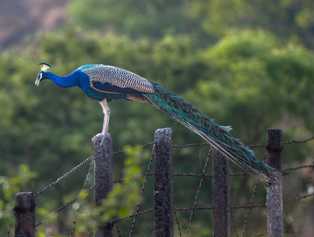 Indian Peafowl - ML659311394