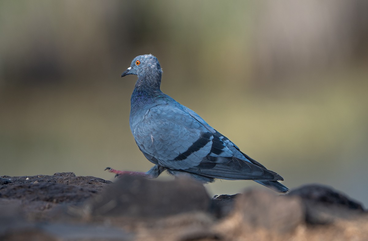 Rock Pigeon (Feral Pigeon) - ML659311398