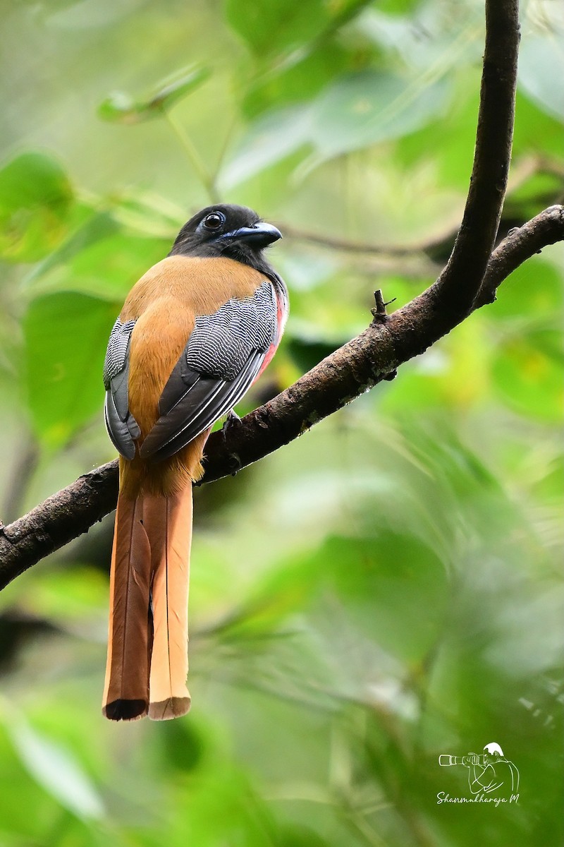 hindutrogon - ML659311421