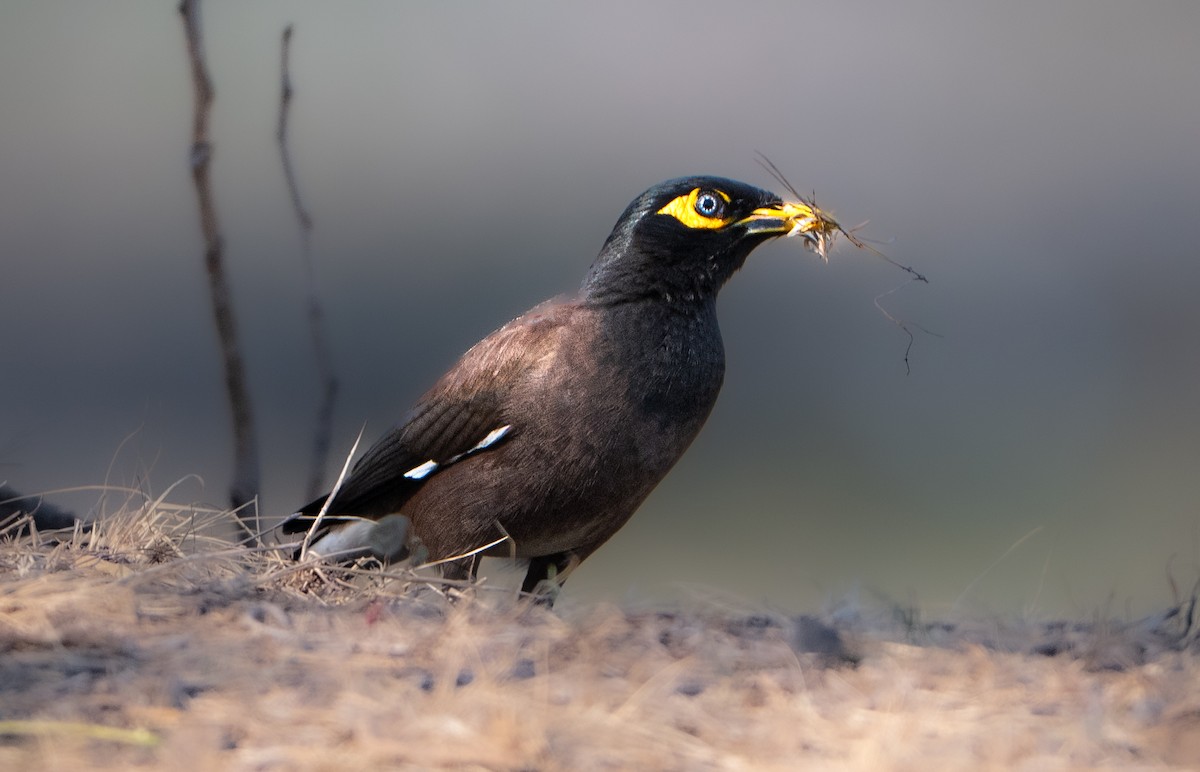 Common Myna - ML659311535