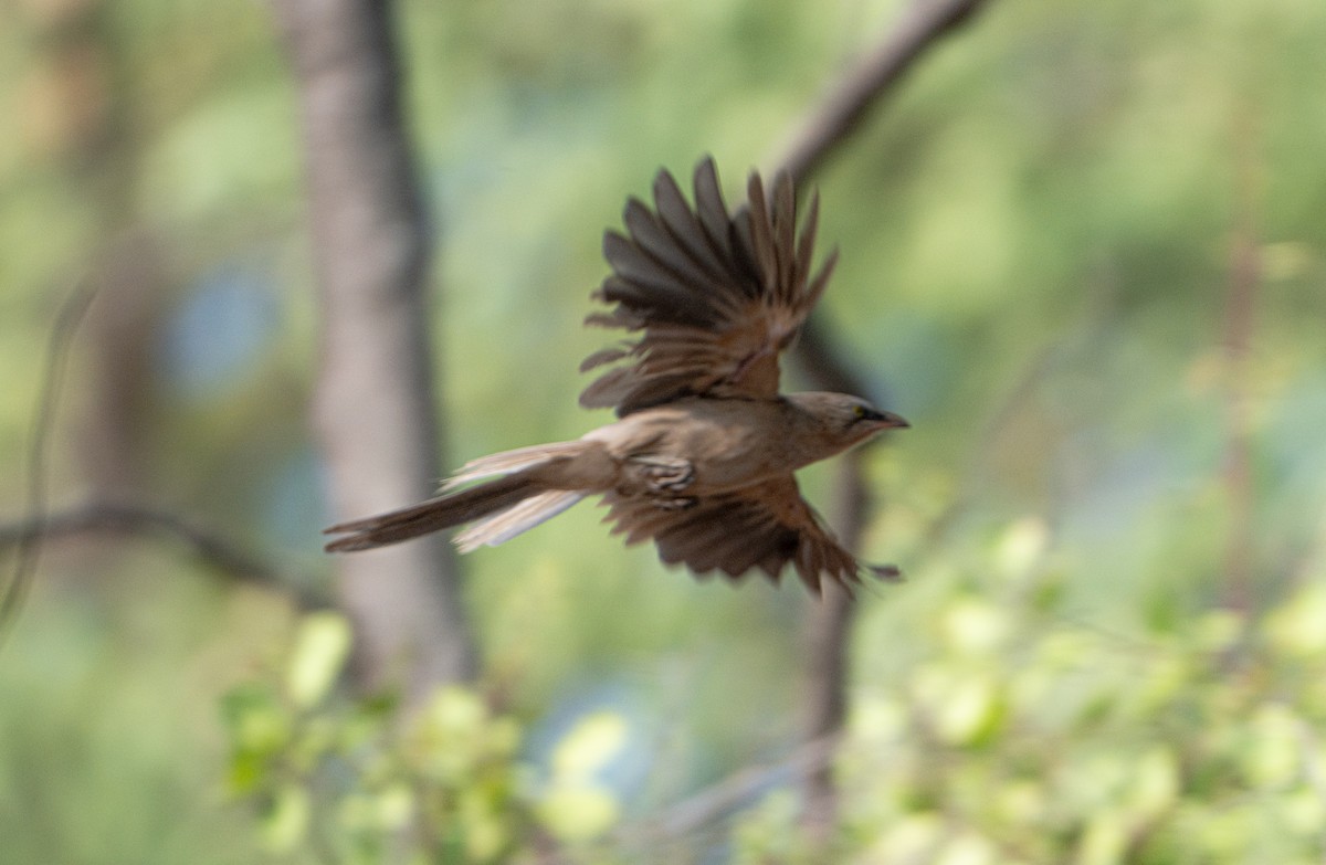 Large Gray Babbler - ML659311537