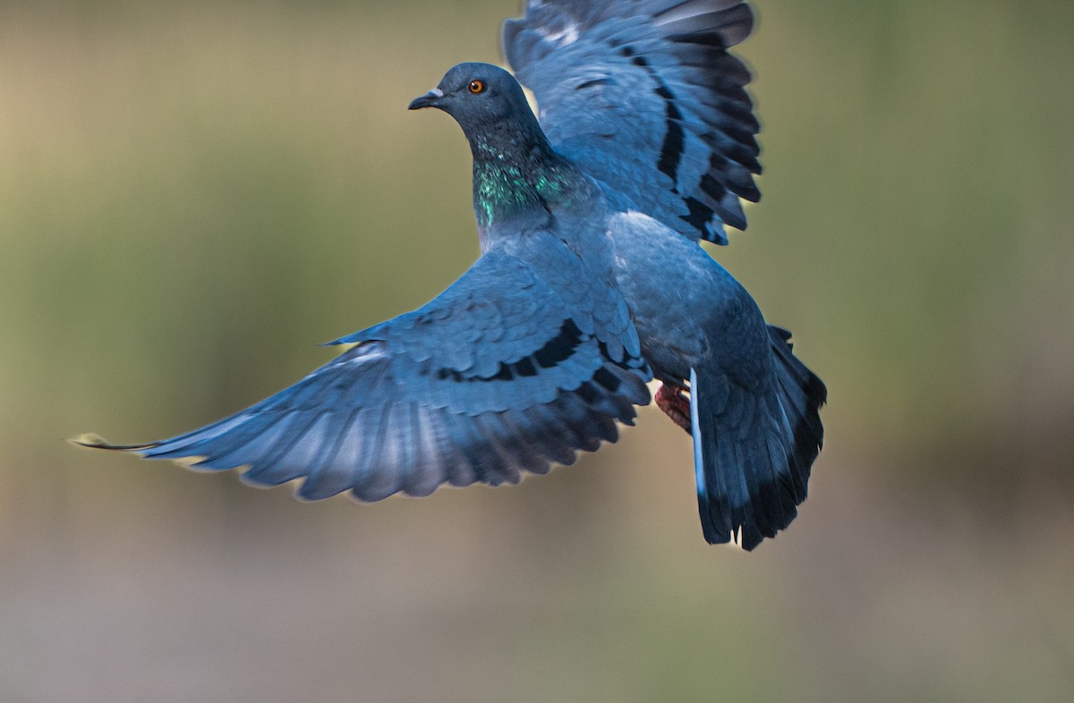 Rock Pigeon (Feral Pigeon) - ML659311543
