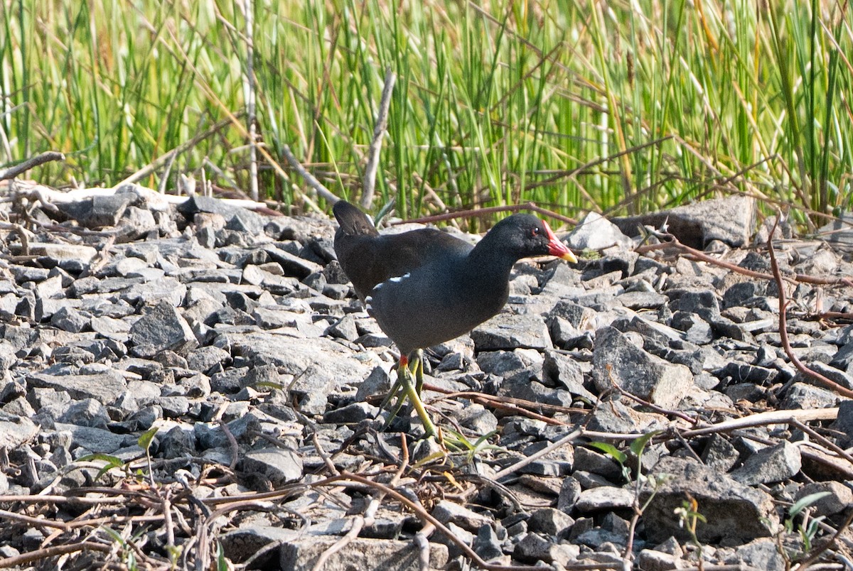 Eurasian Moorhen - ML659311573