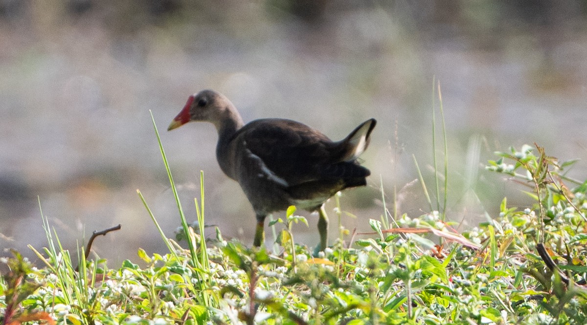 Eurasian Moorhen - ML659311574