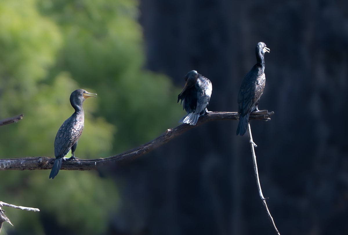 Little Cormorant - ML659311578