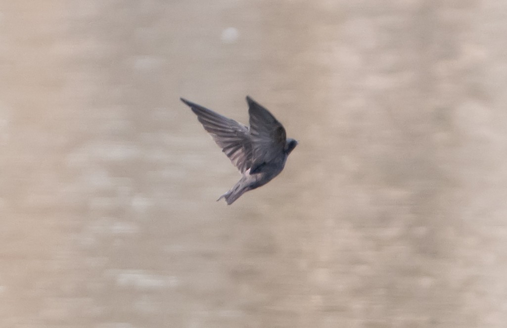Asian Palm Swift - ML659311601