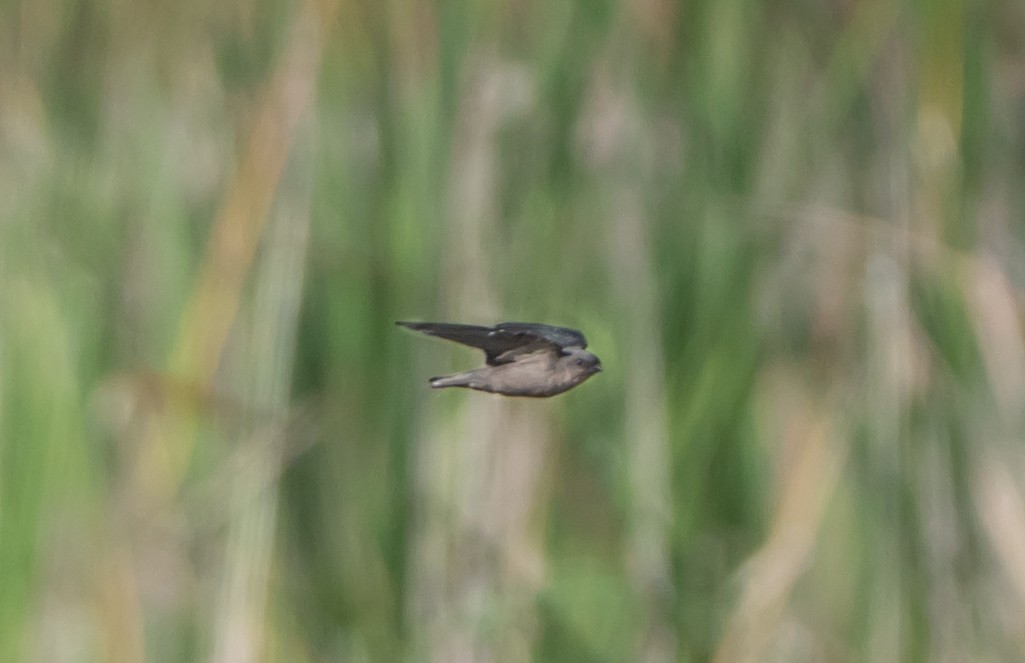Asian Palm Swift - ML659311602