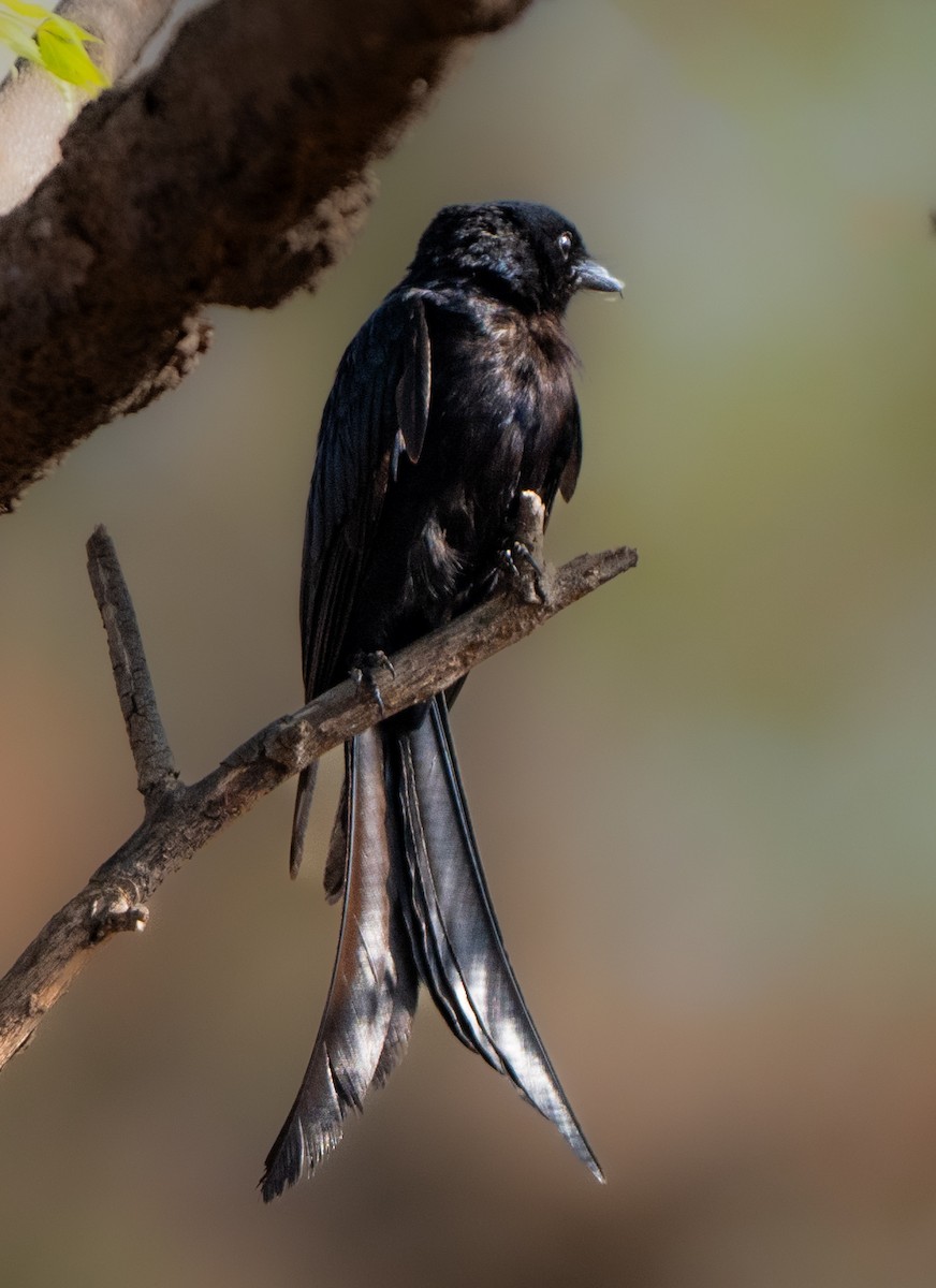 Black Drongo - ML659311612
