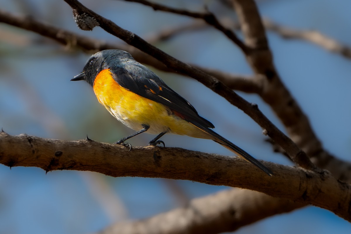 Small Minivet - ML659311616
