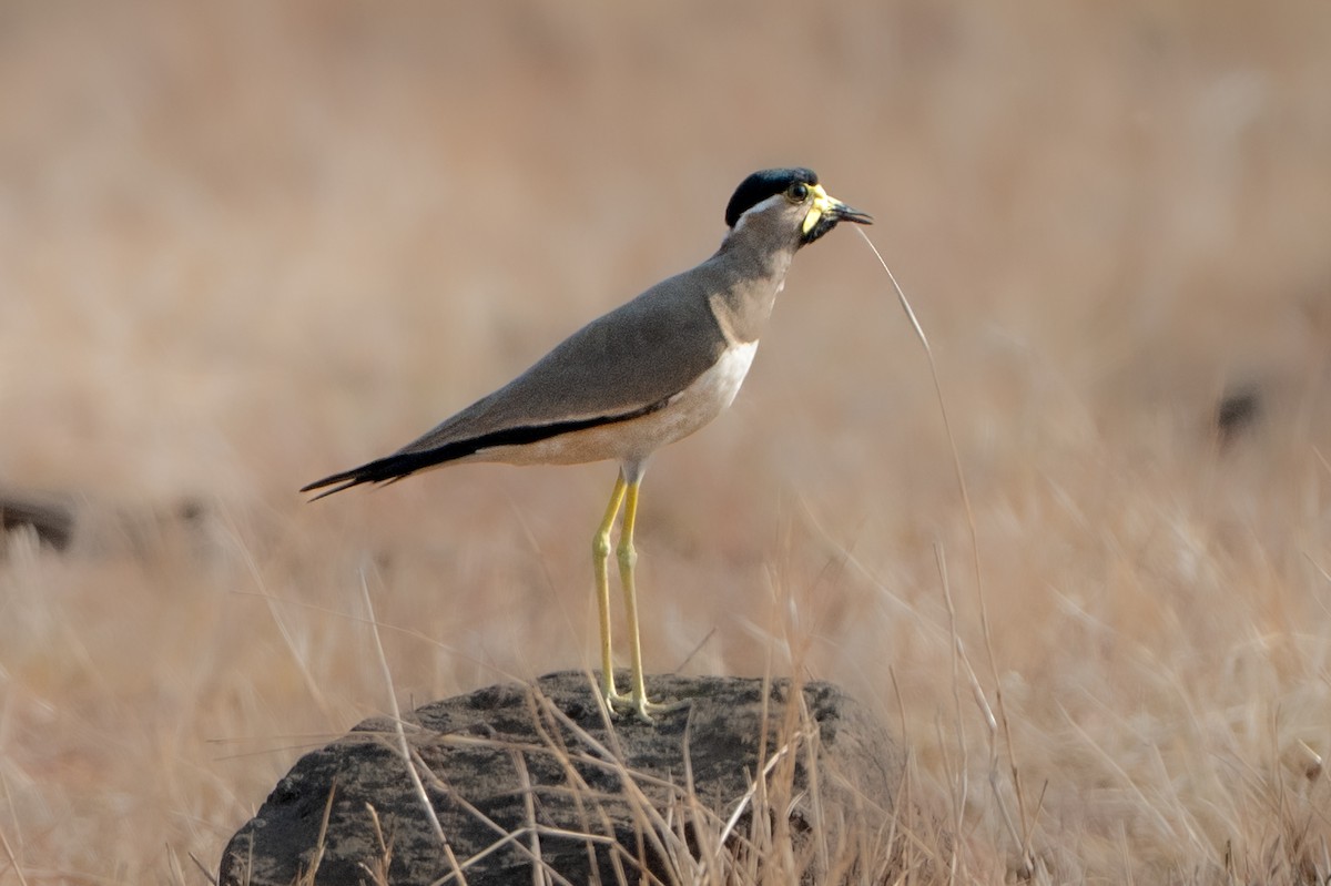 Yellow-wattled Lapwing - ML659311625