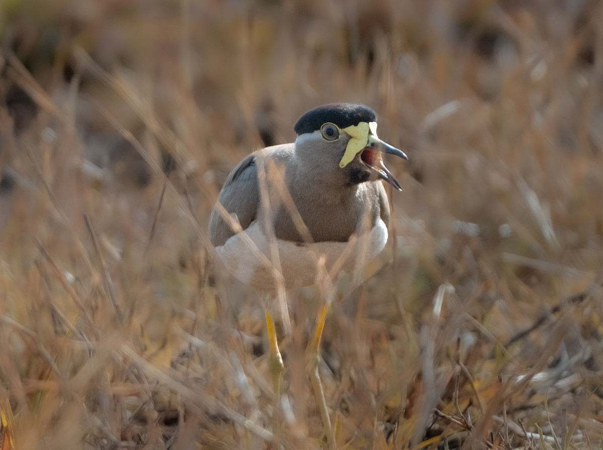 Yellow-wattled Lapwing - ML659311626