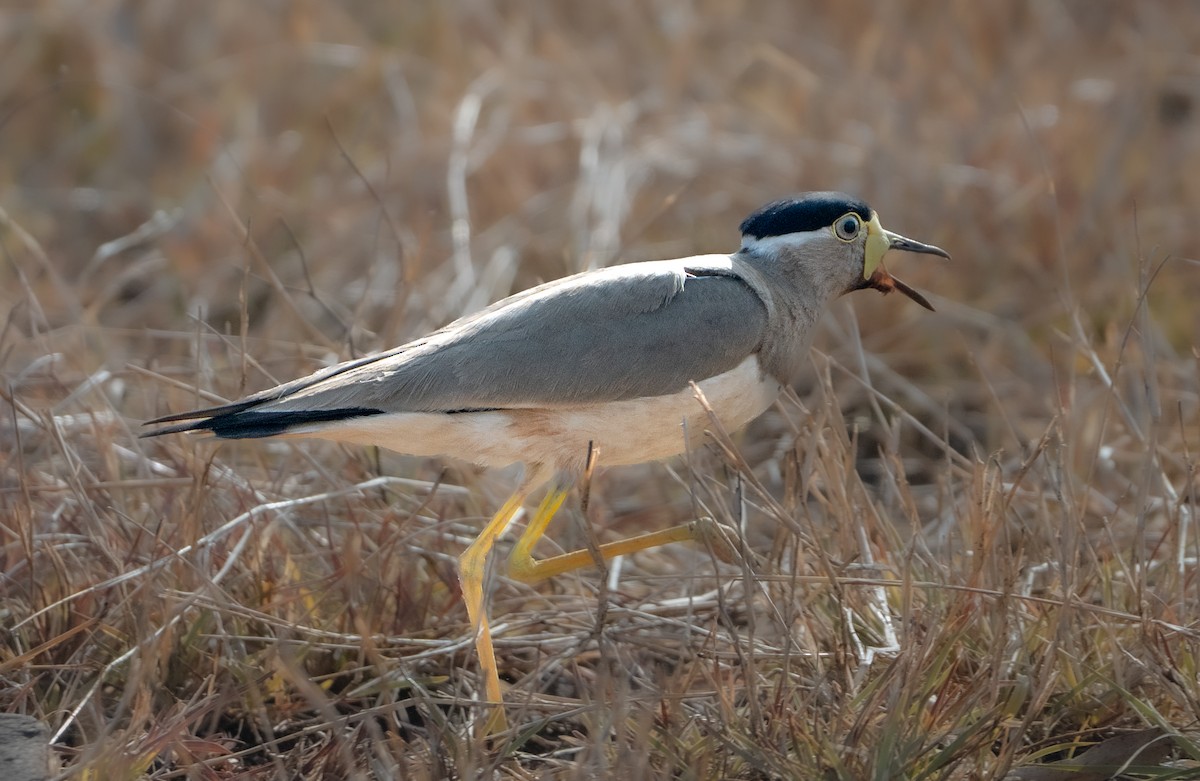 Yellow-wattled Lapwing - ML659311627