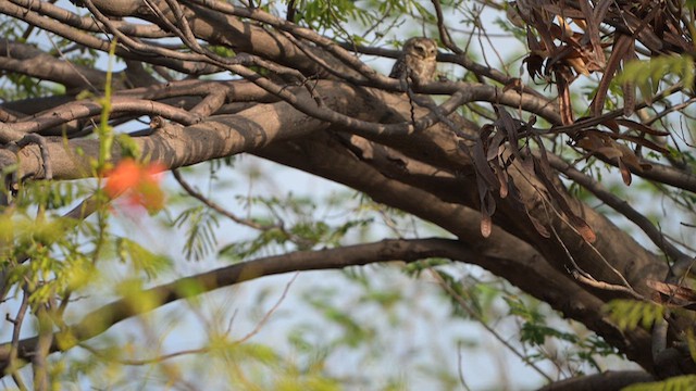 Spotted Owlet - ML659311716