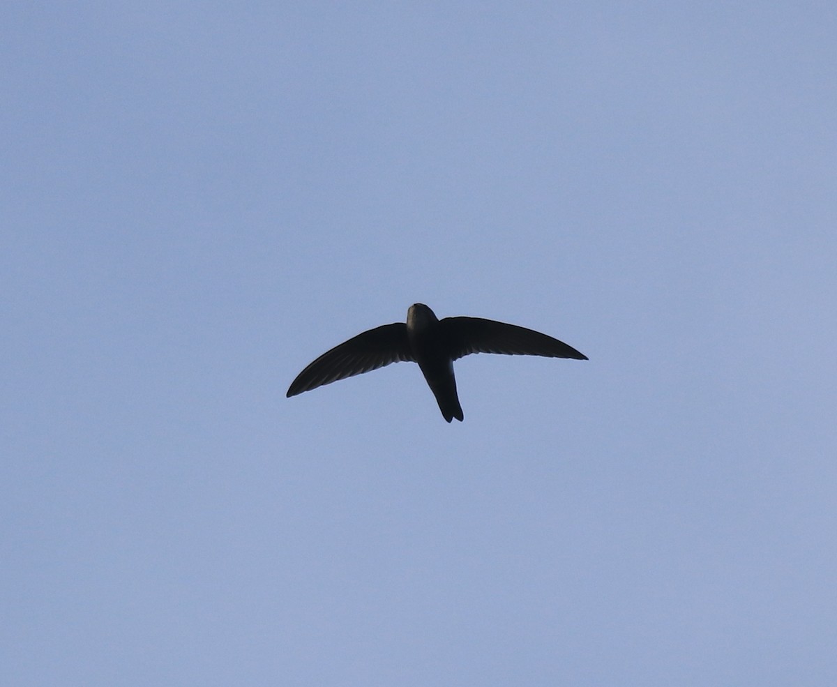 Little Swift - ML659311845