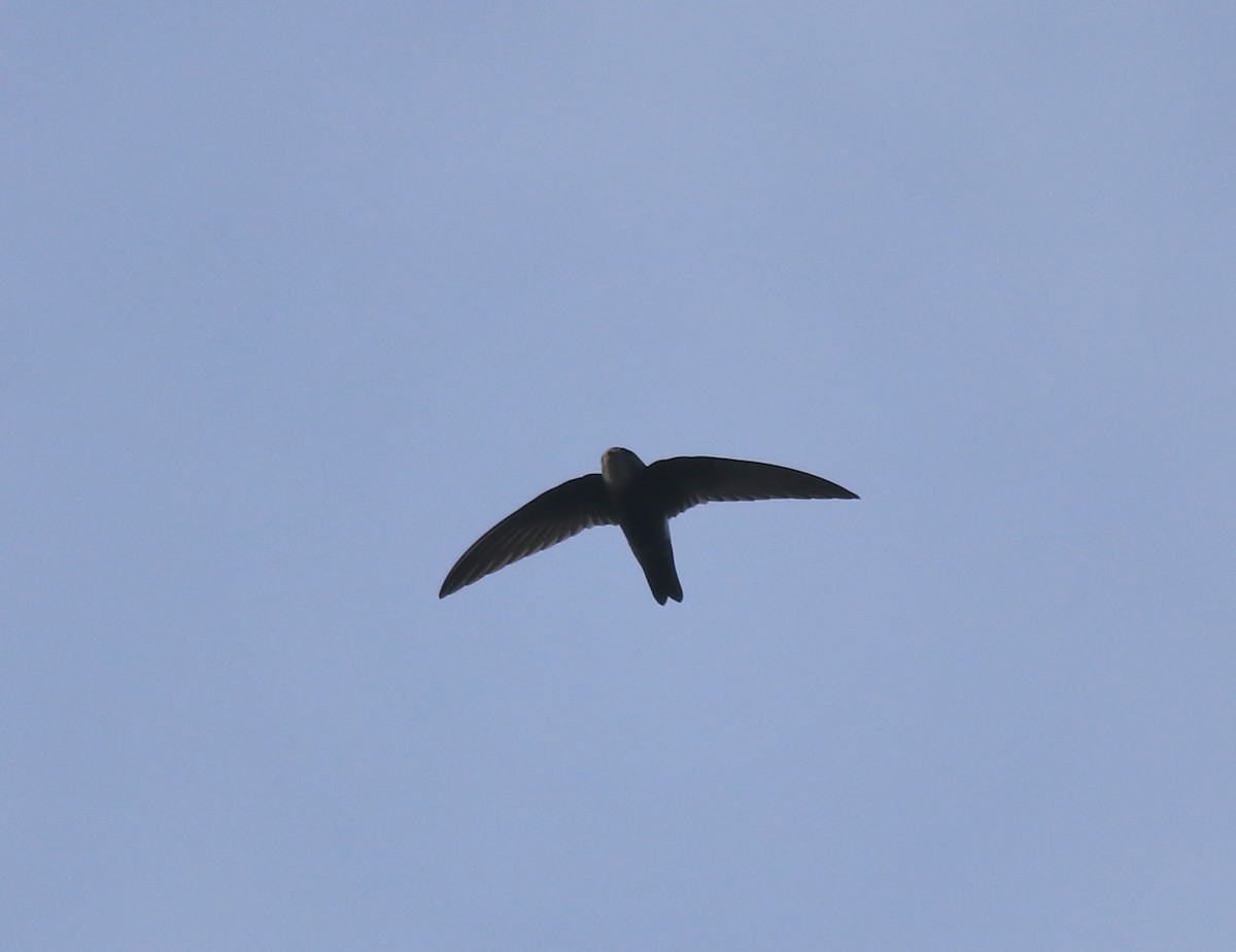 Little Swift - ML659311846