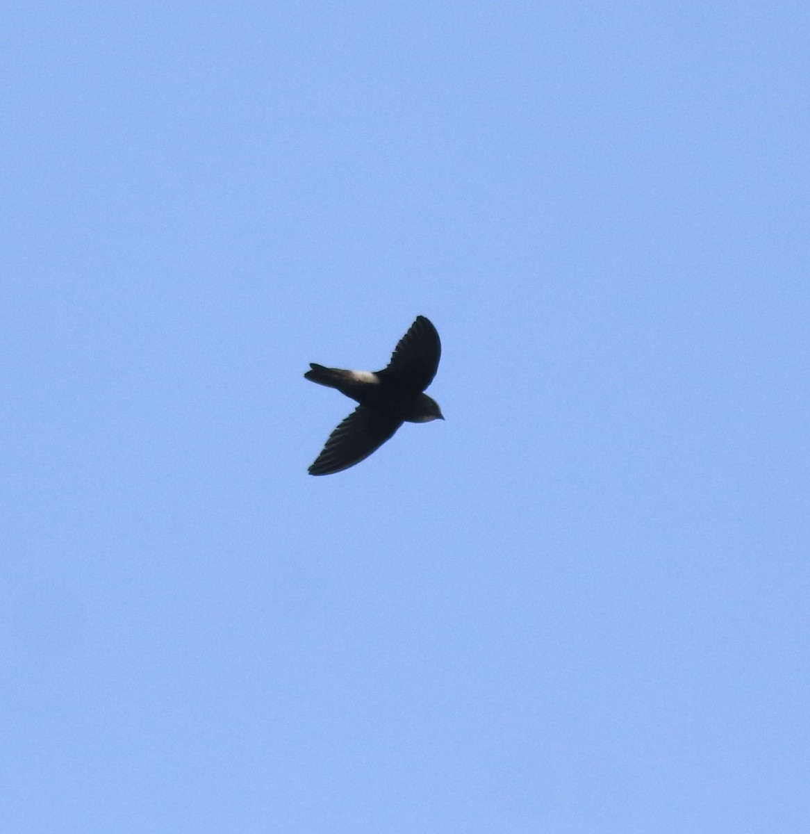 Little Swift - ML659311847