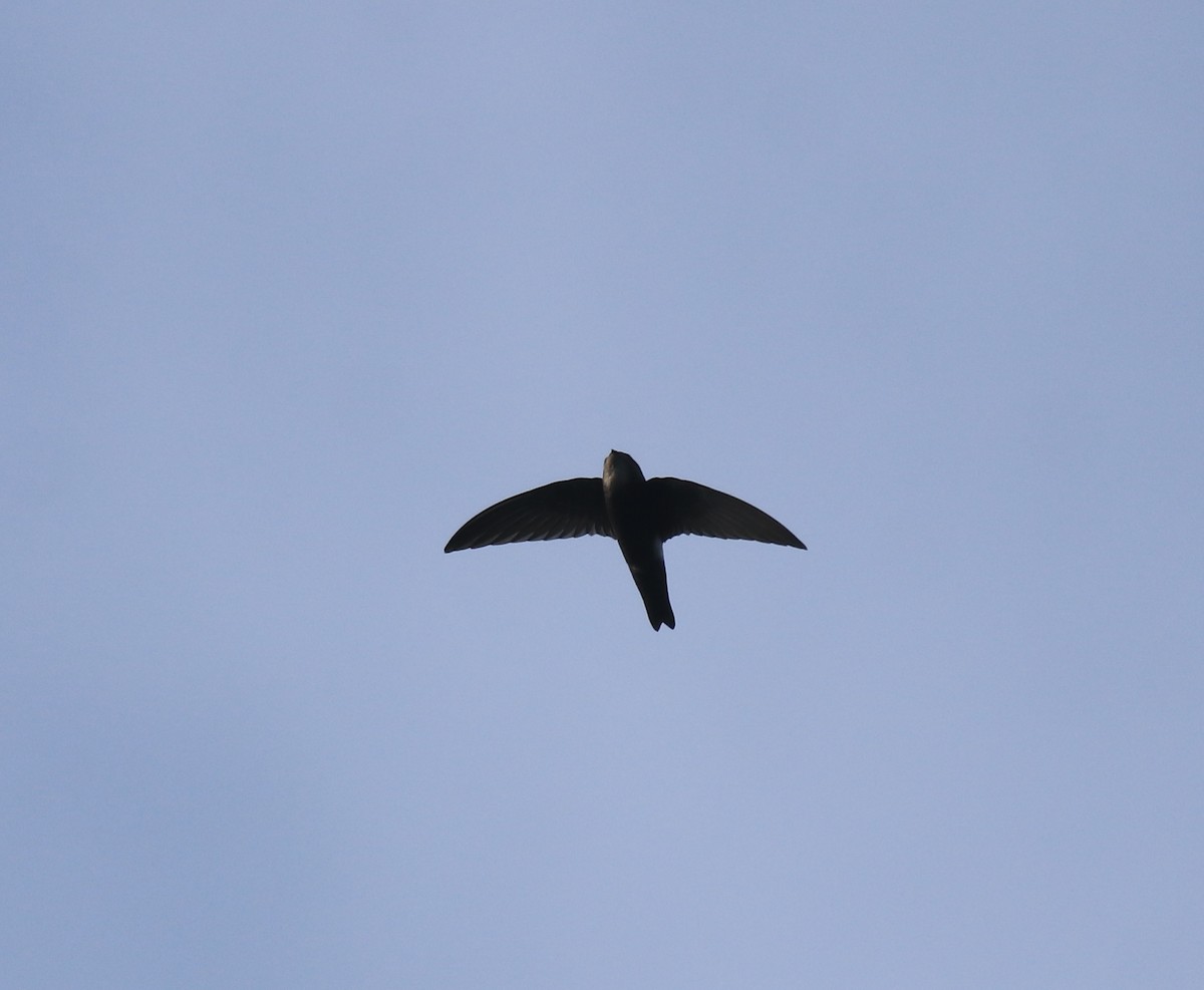 Little Swift - ML659311848