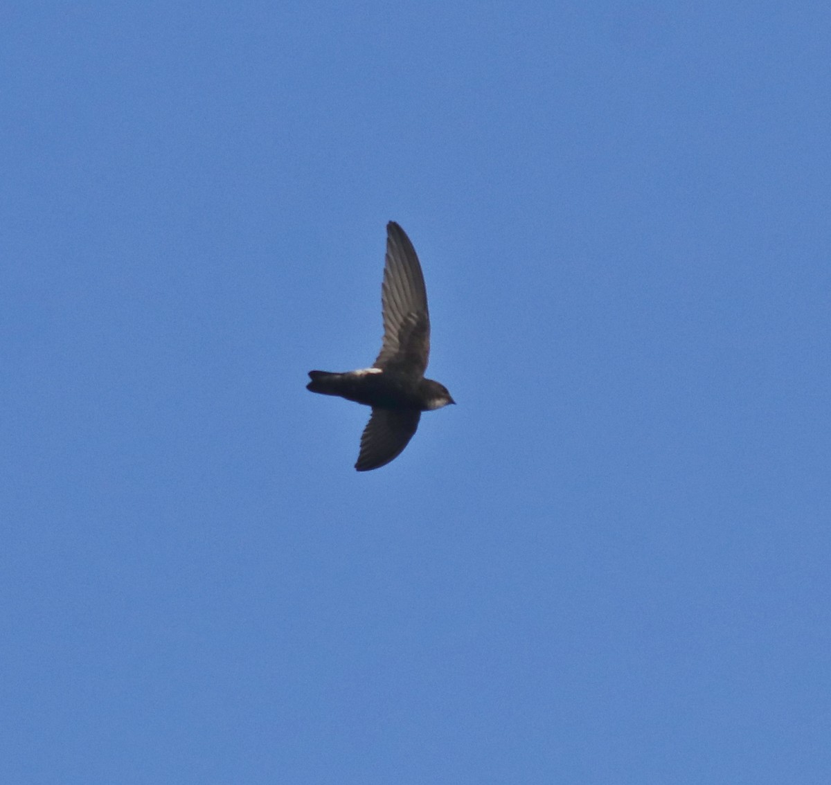 Little Swift - ML659311849