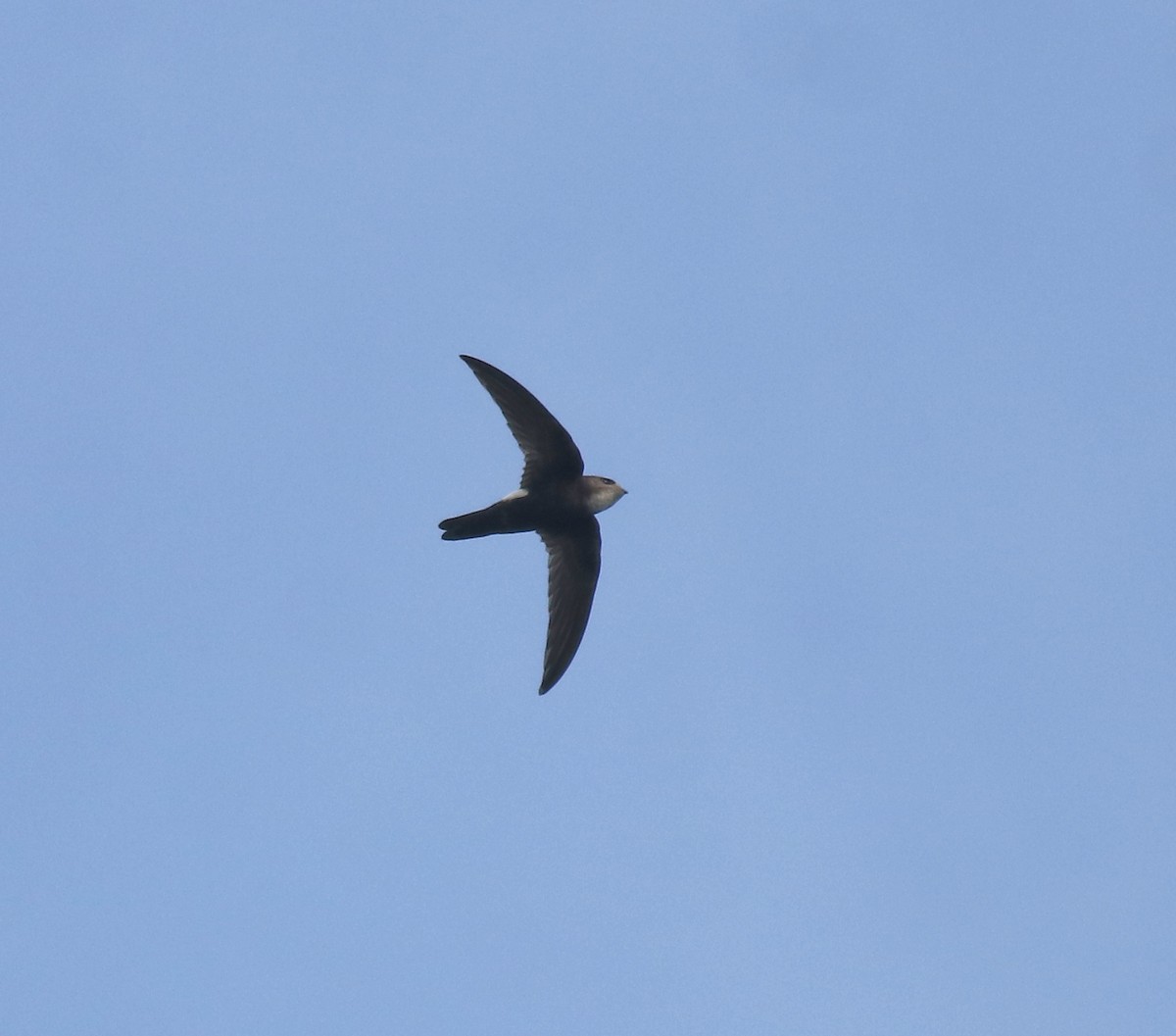 Little Swift - ML659311850